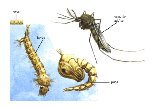 apresenta as quatro fases do ciclo de vida do Aedes aegypti: ovo, larva, pupa e adulto.