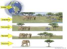 Nveis de organizao dos seres vivos - Ecologia