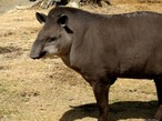Anta (<em>Tapirus terrestris</em>)