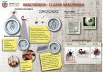 Aracndeos - Classe arachnida
