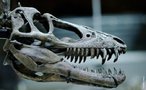 O Tiranossauro Rex foi uma espcie de dinossauro carnvoro e bpede que viveu no fim do perodo Cretceo, principalmente na regio que  hoje a Amrica do Norte. A imagem  de um crnio de um filhote do Tiranossauro Rex que  exibida no Museu de Histria Natural de Los Angeles.  </br></br> Palavra-chaves: Tiranossauro Rex , dinossauro, fssil.