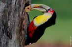Espcie de tucano nativa do Brasil, Argentina e do Paraguai. Tais aves medem cerca de 48 cm de comprimento, possuindo, como o prprio nome  indica, o bico de cor verde, garganta e peito amarelos e barriga vermelha. Tambm podem ser conhecidos pelo nome de tucano-de-peito-vermelho. o tucano-de-bico-verde  encontrado em toda a regio Sul e Sudeste do Brasil,e tambm,no sul de Gois (bem raro no sul de Gois). Bastante comum em regies de serra, onde  avistado em pequenos bandos. So perseguidos por caadores pela sua carne. Vive em reas florestadas, desde o litoral at as zonas montanhosas, incluindo as florestas de planalto. Se alimenta de frutos, artrpodes e pequenos vertebrados, sendo que com frequncia alimenta-se de filhotes e ovos em ninhos de outras aves. </br></br> Palavra-chaves: tucano-de-bico-verde, aves, habitat, biodiversidade.