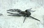 Aranha do gnero Phoneutria causa acidente denominado foneutrismo. mente conhecida como aranha armadeira, devido ao fato de ao assumir comportamento de defesa, apoia-se nas patas traseiras, ergue as dianteiras e os palpos, abre as quelceras, tornando bem visveis os ferres e procura picar. Pode atingir de 3 a 4cm de corpo e at 15cm de envergadura de pernas. Tambm conhecida como aranha de macaco, aranha de bananeira, possui hbitos noturnos. Acidentes frequentes dentro de residncias e nas suas proximidades, ao se manusearem material de construo, entulhos, lenha ou calando sapatos. Tambm pode ser encontrada em bananeiras ou rvores com grandes folhagens. As picadas preferencialmente ocorrem em mos e ps. </br></br> Palavra-chaves: aranha armadeira, aranha de macaco, aranha de bananeira, aracndeos, biodiversidade.
