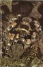 A Brachypelma smithi tarntula tambm conhecida como Caranguejeira de Joelho Vermelho Mexicana, tem o nome por ser originria do Mxico. Possuem junes das patas de cor alaranjada-vermelha e suas partes escuras bem pretas.  uma das muitas aranhas de grande tamanho que encontramos por toda Amrica Central e zonas limtrofes da Amrica do Sul. s vezes aprisionam animais do tamanho de um passarinho, esperando ocultas em buracos cavados no solo. </br></br> Palavra-chaves: aracndeos, aranha, caranguejeira, tarntula.