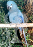 Arara-azul-de-lear