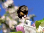 So insetos que vivem agrupadas em colnia dentro de colmeias e so conhecidas a mais de 40 mil anos.  um inseto extremamente organizado e trabalhador. Em cada colmia existe cerca de 60 mil abelhas, h apenas uma abelha fmea com os rgos sexuais completamente formados, essa  chamada de rainha. </br></br> Palavra-chaves: abelha, biodiversidade, insetos, colmeia, colnia, zoologia. 