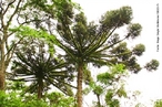 Floresta ombrfila mista, tambm Floresta de Araucria,  um ecossistema com chuva durante o ano todo, normalmente em altitudes elevadas, e que contm espcies angiospermas mas tambm conferas. Encontrado no Brasil principalmente nos estados de Santa Catarina e Paran, faz parte do bioma mata atlntica. </br></br> Palavra-chaves: araucria, floresta ombrfila mista, ecossistema, clima, vegetao, bioma, biodiversidade. 