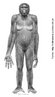 Ardi, a verso mais curta de <em>Ardipithecus ramidus</em>,  o mais novo esqueleto fssil descoberto na frica que entrar para a galeria da origem da raa humana. Com 4,4 milhes de anos, este homindeo viveu muito antes e era mais primitivo que a famosa Lucy de 3,2 milhes de anos, da espcie Australopithecus afarensis. </br></br> Palavra-chaves: ardi, anatomia, fssil, antepassado.