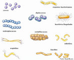 As bactrias so organismos unicelulares com tamanho microscpico. Normalmente possuem uma rgida parede celular que envolve externamente a membrana plasmtica, constituda por uma trama de peptdeos (protenas) interligados a polissacardeos (acares) formando um complexo denominado de pepdidoglicanas. Essa substncia  responsvel pela forma, proteo fsica e osmtica do organismo. De acordo com a forma e afinidade colonial das bactrias, elas podem ser classificadas em: cocos, bacilos, espirilo, vibries, estafilococos, sarcina, estreptobacilos, diplococos ou estreptococos. Fonte: http://www.brasilescola.com/upload/e/bacterias.jpg </br></br> Palavra-chaves: bactrias, microorganismos, clulas, sistemas biolgicos.
