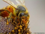 So insetos que vivem agrupadas em colnia dentro de colmeias e so conhecidas a mais de 40 mil anos.  um inseto extremamente organizado e trabalhador. Em cada colmia existe cerca de 60 mil abelhas, h apenas uma abelha fmea com os rgos sexuais completamente formados, essa  chamada de rainha. </br></br> Palavra-chaves: abelha, biodiversidade, insetos, colmeia, colnia, zoologia.