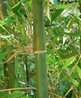 Bambu  o nome que se d s plantas da sub-famlia Bambusoideae, da famlia das gramneas (Poaceae ou Gramineae). </br></br> Palavra-chaves: bambu, caule, planta, botnica, biodiversidade.