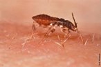  <em>Triatoma infestans</em>, um dos insetos barbeiros transmissores da doena de Chagas. </br></br> Palavra-chaves: barbeiro, <em>Triatoma infestans</em>, inseto, doena de Chagas.