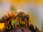 So insetos que vivem agrupadas em colnia dentro de colmias e so conhecidas a mais de 40 mil anos.  um inseto extremamente organizado e trabalhador. Em cada colmia existe cerca de 60 mil abelhas, h apenas uma abelha fmea com os rgos sexuais completamente formados, essa  chamada de rainha. </br></br> Palavra-chaves: abelha, biodiversidade, insetos, colmia, colnia, zoologia.
