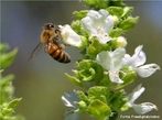 So insetos que vivem agrupadas em colnia dentro de colmias e so conhecidas a mais de 40 mil anos.  um inseto extremamente organizado e trabalhador. Em cada colmia existe cerca de 60 mil abelhas, h apenas uma abelha fmea com os rgos sexuais completamente formados, essa  chamada de rainha. </br></br> Palavra-chaves: abelha, biodiversidade, insetos, colmia, colnia, zoologia.