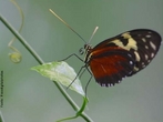 As borboletas tm dois pares de asas membranosas cobertas de escamas e peas bucais adaptadas a suco. Distinguem-se das traas (mariposas) pelas antenas rectilneas que terminam numa bola, pelos hbitos de vida diurnos, pela metamorfose que decorre dentro de uma crislida rgida e pelo abdmen fino e alongado. Quando em repouso, as borboletas dobram as suas asas para cima. </br></br> Palavra-chaves: borboleta, metamorfose, habitat, biodiversidade, lepidoptera.