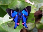 As borboletas tm dois pares de asas membranosas cobertas de escamas e peas bucais adaptadas a suco. Distinguem-se das traas (mariposas) pelas antenas rectilneas que terminam numa bola, pelos hbitos de vida diurnos, pela metamorfose que decorre dentro de uma crislida rgida e pelo abdmen fino e alongado. Quando em repouso, as borboletas dobram as suas asas para cima. </br></br> Palavra-chaves: borboleta, metamorfose, habitat, biodiversidade, lepidoptera. 