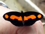 As borboletas tm dois pares de asas membranosas cobertas de escamas e peas bucais adaptadas a suco. Distinguem-se das traas (mariposas) pelas antenas rectilneas que terminam numa bola, pelos hbitos de vida diurnos, pela metamorfose que decorre dentro de uma crislida rgida e pelo abdmen fino e alongado. Quando em repouso, as borboletas dobram as suas asas para cima. </br></br> Palavra-chaves: borboleta, metamorfose, habitat, biodiversidade, lepidoptera. 