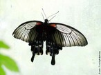 As borboletas tm dois pares de asas membranosas cobertas de escamas e peas bucais adaptadas a suco. Distinguem-se das traas (mariposas) pelas antenas rectilneas que terminam numa bola, pelos hbitos de vida diurnos, pela metamorfose que decorre dentro de uma crislida rgida e pelo abdmen fino e alongado. Quando em repouso, as borboletas dobram as suas asas para cima. </br></br> Palavra-chaves: borboleta, metamorfose, habitat, biodiversidade.