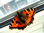 As borboletas tm dois pares de asas membranosas cobertas de escamas e peas bucais adaptadas a suco. Distinguem-se das traas (mariposas) pelas antenas rectilneas que terminam numa bola, pelos hbitos de vida diurnos, pela metamorfose que decorre dentro de uma crislida rgida e pelo abdmen fino e alongado. Quando em repouso, as borboletas dobram as suas asas para cima. </br></br> Palavra-chaves: borboleta, metamorfose, habitat, biodiversidade. 
