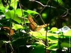 As borboletas tm dois pares de asas membranosas cobertas de escamas e peas bucais adaptadas a suco. Distinguem-se das traas (mariposas) pelas antenas rectilneas que terminam numa bola, pelos hbitos de vida diurnos, pela metamorfose que decorre dentro de uma crislida rgida e pelo abdmen fino e alongado. Quando em repouso, as borboletas dobram as suas asas para cima. </br></br> Palavra-chaves: borboleta, metamorfose, habitat, biodiversidade.