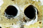 Abrigo em ambiente externo da aranha marron (Loxosceles spp). As aranhas marrons se alojam em lugares escuros, quentes e secos. No ambiente externo, vivem debaixo de cascas de rvores, em folhas secas, em buracos, em telhas e tijolos empilhados, muros velhos, paredes de galinheiro e outros. </br></br> Palavra-chaves: aranha marrom, habitat aranha marrom, aracndeos, sicarideo, loxosceles, biodiversidade.