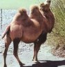 Os camelos so animais herbvoros, oriundos do Centro e do Leste da sia. Foram domesticados h cerca de 4500 anos, dada a sua docilidade, sendo utilizados como meio de transporte de pessoas e bens. So animais muito medrosos, mas demonstram uma enorme capacidade de adaptao a condies climatricas extremas. So preferidos pela quantidade de carga que conseguem transportar. So animais que fornecem carne, leite e a pele, que  utilizada para fazer roupas e tendas dos povos nmades. Os camelos atingem a maturidade sexual entre os 3 e os 5 anos. O tempo de gestao das fmeas dura em mdia 11 meses. Estes animais tm uma esperana de vida que chega aos 50 anos. </br></br> Palavra-chaves: camelo, habitat, zoogeografia.