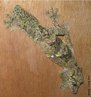 Camuflagem - Lagartixa rabo de folha (<em>Uroplatus sikorae</em>)