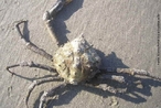 Apesar de ser chamado tambm de siri, este animal  de fato um caranguejo tipicamente praiano. Vive em tocas cavadas perto da vegetao da praia. Quando muito importunado com uma vareta, sai correndo desesperado. A noite,  facilmente visto movimentando-se em busca de alimento ou comendo animais mortos. </br></br> Palavra-chaves: caranguejo aranha, praia, crustceos, habitat, biodiversidade.