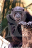 O Chimpanz  um primata que faz parte da mesma famlia que os humanos, a famlia Hominidae, possuindo uma semelhana gentica de mais de 99%. Podem atingir at 1 metro de altura e pesar at 100 kg, de acordo com seu sexo. Ocasionalmente, podem se locomover de forma bpede, como os humanos. Geograficamente esto distribudos nas florestas e matas secas de savana, e nas florestas tropicais de reas baixas at reas montanhosas, superiores  3000 metros de altitude, na regio central do continente africano. Os chimpanzs possuem uma alimentao bem variada, sendo as frutas o principal alimento de sua dieta, mas tambm consomem muitas folhas, flores, sementes e, ainda, pequenos animais, como alguns pssaros, formigas, cupins, vespas e algumas larvas. Os chimpanzs machos podem fazer pares com fmeas, mas a promiscuidade  comum na espcie. H casos em que a fmea copulou 50 vezes com 14 machos diferentes em um s dia. Estes animais tem orgasmos e vocalizaes especficas de cpula. Na verdade, so conhecidos 34 tipos diferentes de vocalizaes nesta espcie. </br></br> Palavra-chaves: chimpanz, mamferos, primatas, pongdeos.
