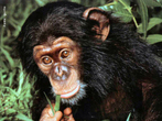 Os chimpanzs podem ser encontrados numa vasta rea da frica Central e Ocidental. Seu habitat, compreende as florestas densas e savanas, contudo, existem alguns grupos destes animais a viver acima dos 2.000 metros de altitude. So omnvoros, e dependem do tipo de alimento que encontram na sua regio, como frutas, folhas, plantas, nozes, bagas, insetos, mel, ovos, pequenos antlopes e macacos. Eles atingem a maturidade sexual por volta dos 8/10 anos. Um chimpanz adulto, pode atingir no mximo 1,70m e pesar 85 kg, e atingir uma longevidade em torno de 60 anos. </br></br> Palavra-chaves: chimpanz, alimentao, habitat, maturidade sexual, reproduo.