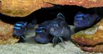 Os actinoptergeos, como o nome diz, so peixes com nadadeiras sustentadas por raios.  o grupo mais diversificado e o que rene o maior nmero de espcies de vertebrados. </br> Imagem: Maingano,cicldeo do lago malawi </br></br> Palavras-chave: actinoptergeo, nadadeiras sustentadas por raios, vertebrados, peixes sseos.
