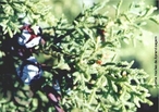Cipreste  o termo genrico aplicado a uma grande variedade de espcies de rvores conferas da Famlia das Cupressaceae, ou Famlia dos Ciprestes, muito utilizadas como rvores ornamentais e para a produo de madeira. As gimnospermas so plantas terrestres que vivem, preferencialmente, em ambientes de clima frio ou temperado. Nesse grupo incluem-se plantas como pinheiros, as sequias e os ciprestes. </br></br> Palavra-chaves: cipreste, gimnosperma, clima, vegetao, biodiversidade.