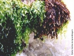 Clorfita - Alga Verde