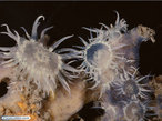 Os cnidrios ou celenterados so animais exclusivamente aquticos, em sua grande maioria, marinhos. A classe Anthozoa apresenta apenas indivduos na forma polipide. </br></br> Palavra-chaves: cnidrios, celenterados, plipo.
