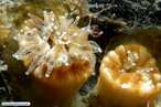 Cnidaria - Anthozoa - Coral azooxantelado