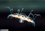 Os cnidrios ou celenterados so animais exclusivamente aquticos, em sua grande maioria, marinhos. </br></br> Palavra-chaves: cnidrios, celenterados, medusa, gua-viva.
