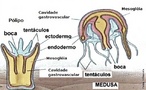 Os cnidrios ou celenterados so animais exclusivamente aquticos, em sua grande maioria, marinhos. Existem dois tipos morfolgicos de indivduos: os plipos e as medusas. Os plipos so ssseis, ou seja, vivem fixos a um substrato e as medusas so organismos livres e natantes. Podem formar colnias como  o caso das caravelas e dos corais. </br></br> Palavra-chaves: cnidrios, boca, celenterados, colnias, plipo, medusas, tentculos.
