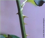 Acleos  uma projeo na superfcie da planta, sobretudo no caule, semelhante a um espinho.  uma espcie de plo enrijecido. </br></br> Palavra-chaves: acleos, pelos enrijecidos, botnica, biodiversidade.