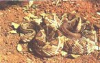 Cobra - Cascavel (<em>Crotaus durssus</em>)