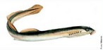 Agnatha (do grego a, sem + gnathos, maxila)  uma superclasse parafiltica de peixes sem mandbula (Cyclostomata) do subfilo Vertebrata, que inclui animais como as mixinas, as lamprias e os ostracodermes. Imagem: <em>Petromyzon marinus</em> </br></br> Palavra-chaves: agnatha, vertebrados, mandbula, lampŕeia.