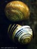 A concha serve como esqueleto externo para proteger o corpo mole do molusco. </br></br> Palavra-chaves: concha, moluscos, biodiversidade, zoologia.