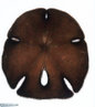 Echinodermata - Bolacha-do-mar