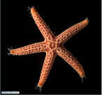 Os equinodermos so animais exclusivamente marinhos. A palavra Echinodermata foi empregada para este grupo de animais por apresentarem uma caracterstica marcante: a presena de espinhos na pele. </br></br> Palavra-chaves: equinodermos, estrela-do-mar