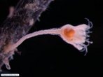 Echinodermata - Lrio-do-mar