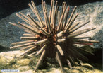 Echinodermata - Ourio-satlite