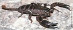 Opistophthalmus  um gnero de escorpio comumente conhecida como Escorpio Escavador, Escorpio Sibilador. Eles so encontrados predominantemente na frica Austral e so conhecidos por fazer escavaes profundas e elaboradas. Tm grandes e poderosas pinas. Eles variam na cor do amarelo at o marrom ao preta normalmente com reas mais escuras ou mais leves. A cor de perna  normalmente muito leve diferente do resto do corpo. </br></br> Palavra-chaves: escorpio, <em>Opistophthalmus cayaporum </em>, artrpodes, aracndeos, biodiversidade.