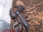 O Escorpio Imperador Negro, tambm conhecido como o Escorpio Imperador Africano, provavelmente seja o escorpio mais  mantido em cativeiro. O Escorpio Imperador  originrio da frica Ocidental. Normalmente pode ser encontrado nas florestas midas. </br></br> Palavra-chaves: escorpio, <em>Pandinus imperator</em>, artrpodes, aracndeos, biodiversidade.