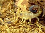 Escorpio - <em>Rhopalurus laticauda</em>