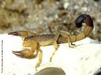 Escorpio - <em>Rhopalurus laticauda</em>