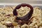 Escorpio - <em>Tityus bahiensis</em>